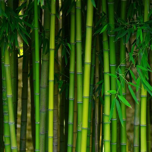 Bamboo plantation - Moran's Floor Store